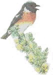 bird stonechat.jpg (4990 bytes)