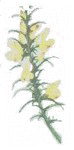 gorse.jpg (3845 bytes)