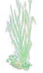 stinking iris.jpg (3810 bytes)