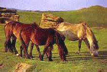 ponies