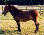 pony