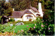 thatch